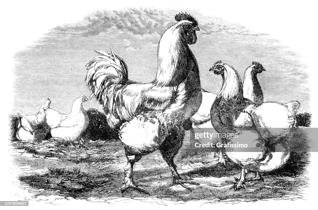 Cochin breed of large domestic chicken drawing 1854
