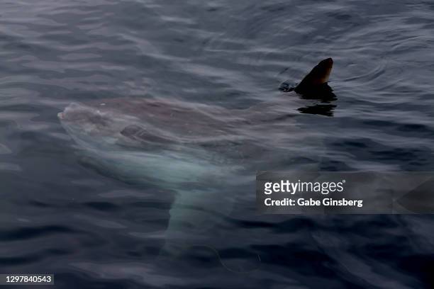 an ocean sunfish (mola mola) is spotted in the pacific ocean - mola stock pictures, royalty-free photos & images