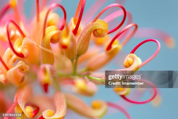 closeup belle fleur de banksia, fond avec l’espace de copie - macro flower photos et images de collection