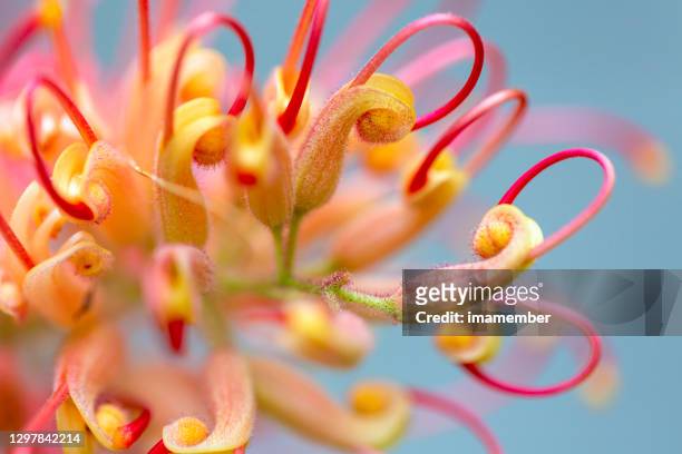 primo piano bellissimo fiore di banksia, sfondo con spazio di copia - macrofotografia foto e immagini stock