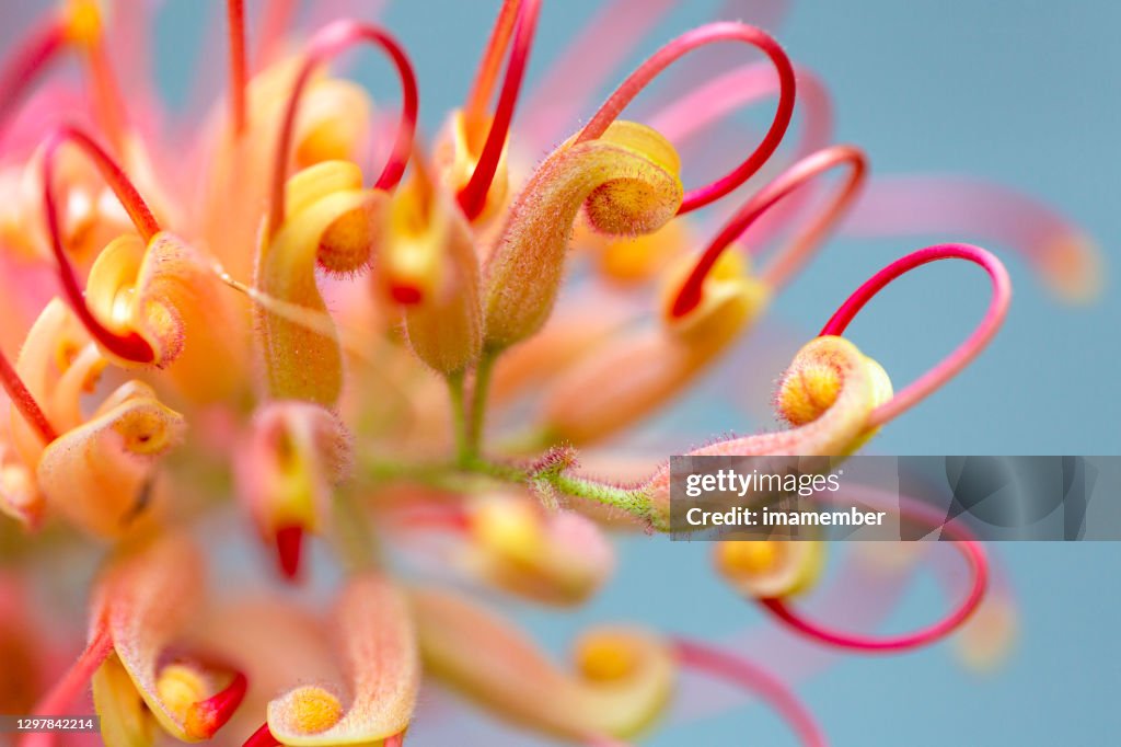Close-up mooie bloem Banksia, achtergrond met exemplaarruimte