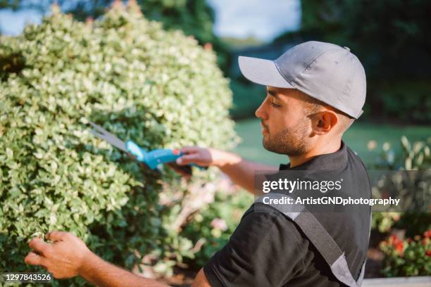 gardener cutting hedge with scissors. - hedge trimming stock pictures, royalty-free photos & images