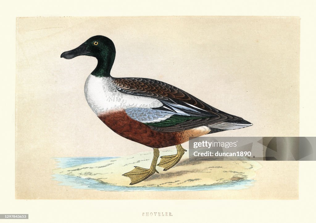 Pala del norte (Espátula clypeata), Vida silvestre, impresión de arte de aves