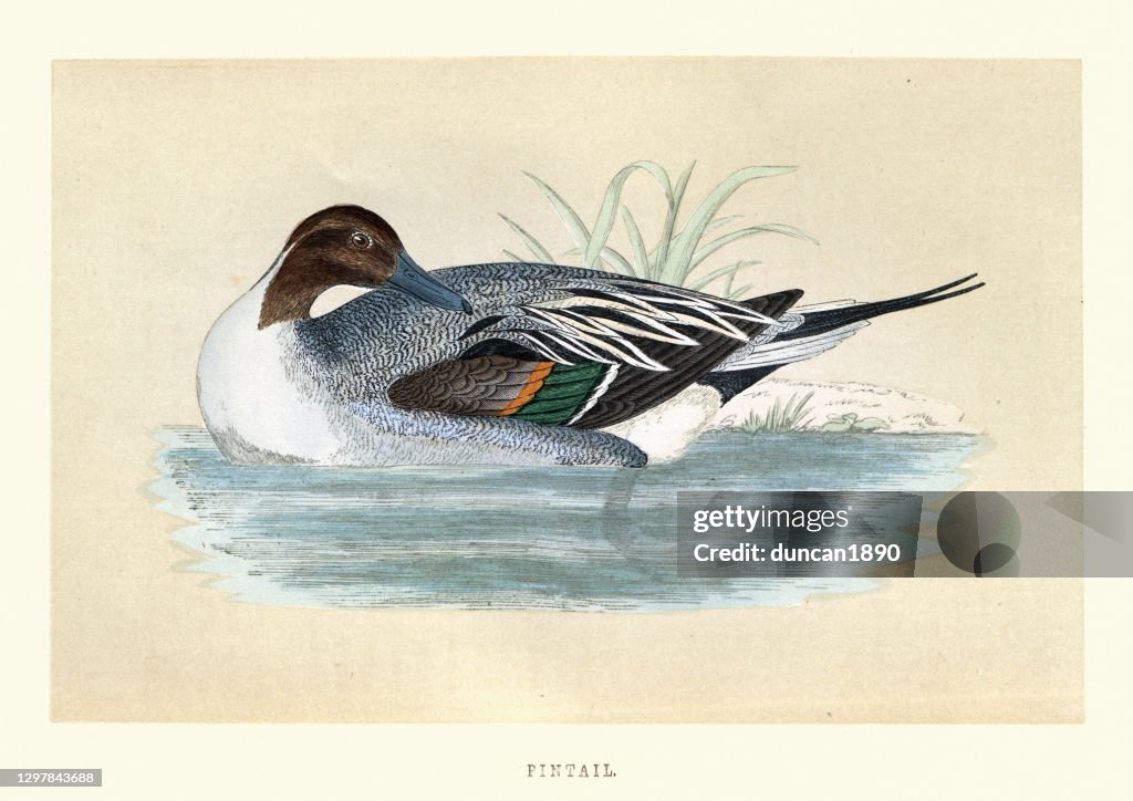 Pintail or northern pintail (Anas acuta) is a duck. Wildlife, bird art print