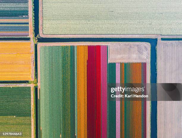 an aerial view of tulip fields in the netherlands - stock photo - floral arrangement stock-fotos und bilder