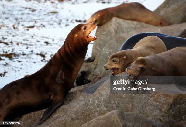 california sea lions barking at coast guard pier - zalophus californianus imagens e fotografias de stock