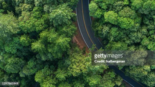 road curving through redwood forest - colpo di drone dall'alto verso il basso - redwood foto e immagini stock