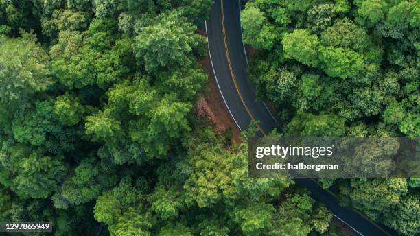 road curving through redwood forest - top down drone shot - coast redwood stock pictures, royalty-free photos & images