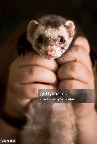 yami ferret - mustela putorius furo stock pictures, royalty-free photos & images