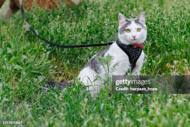 cat wearing a harness and leash. - harness ストックフォトと画像