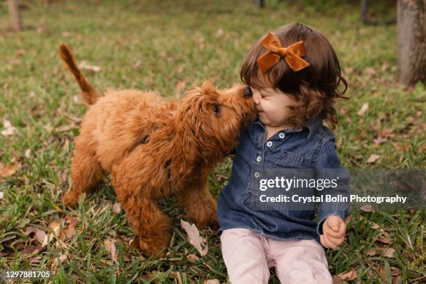 22-month-old toddler girl playing joyfully with a 5-month-old camel-colored golden doodle puppy - november landscape stock pictures, royalty-free photos & images