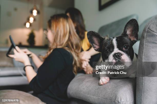 cute bulldog chilling at sofa while asian chinese sisters having discussion using table at living room - chinese bulldog stock pictures, royalty-free photos & images