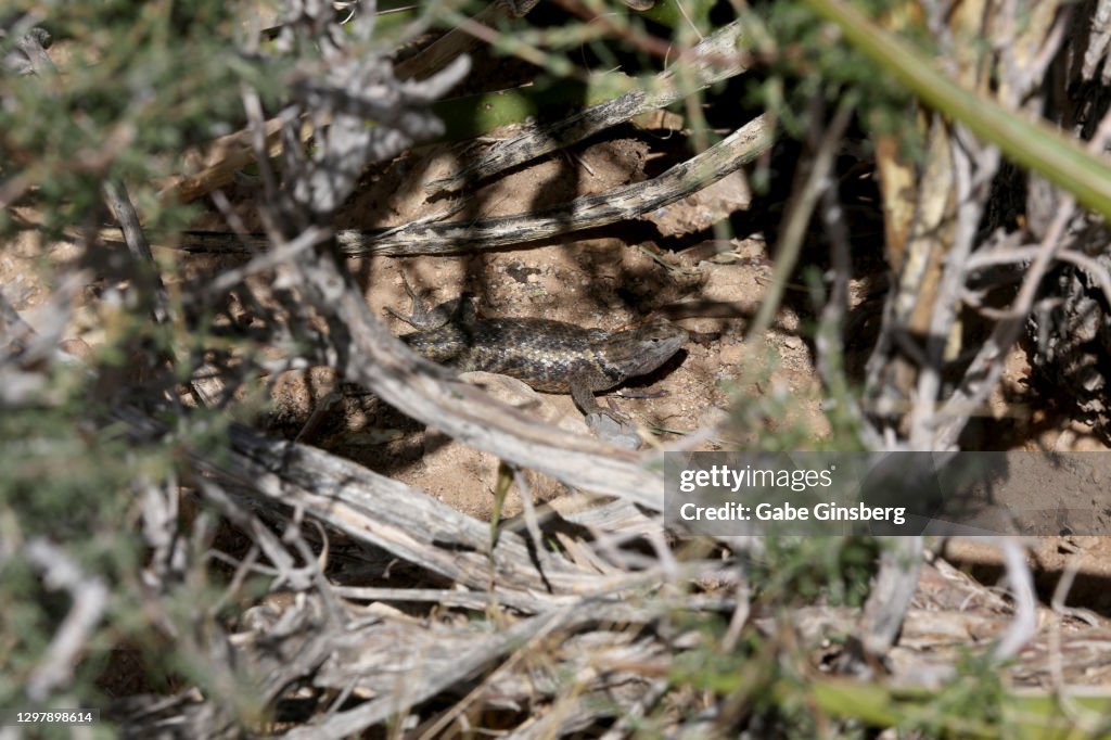Yellow-backed Spiny Lizard hiding in a bush
