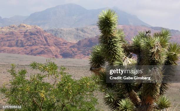 a joshua tree with the red rock canyon in the background in las vegas, nevada - spring mountains stock pictures, royalty-free photos & images