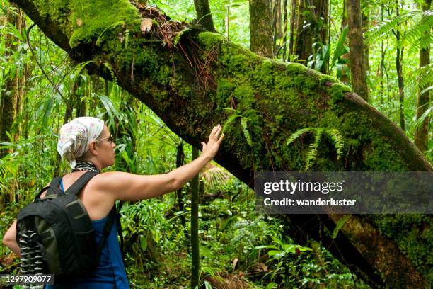 woman wearing a headscarf touches  the spongy moss on a tree at emerald pool, unesco site, dominica, west french indies, caribbean, central america - dominica stock pictures, royalty-free photos & images