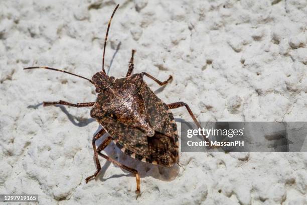 brown marmorated stink bug on the white plaster of a house, halyomorpha halys - stink bug in house stock pictures, royalty-free photos & images