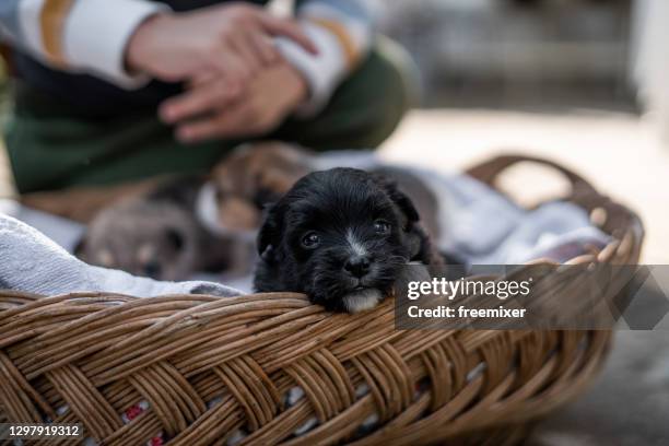 裏庭の木製バスケットに横たわっている3匹の小さな子犬 - breeder ストックフォトと画像