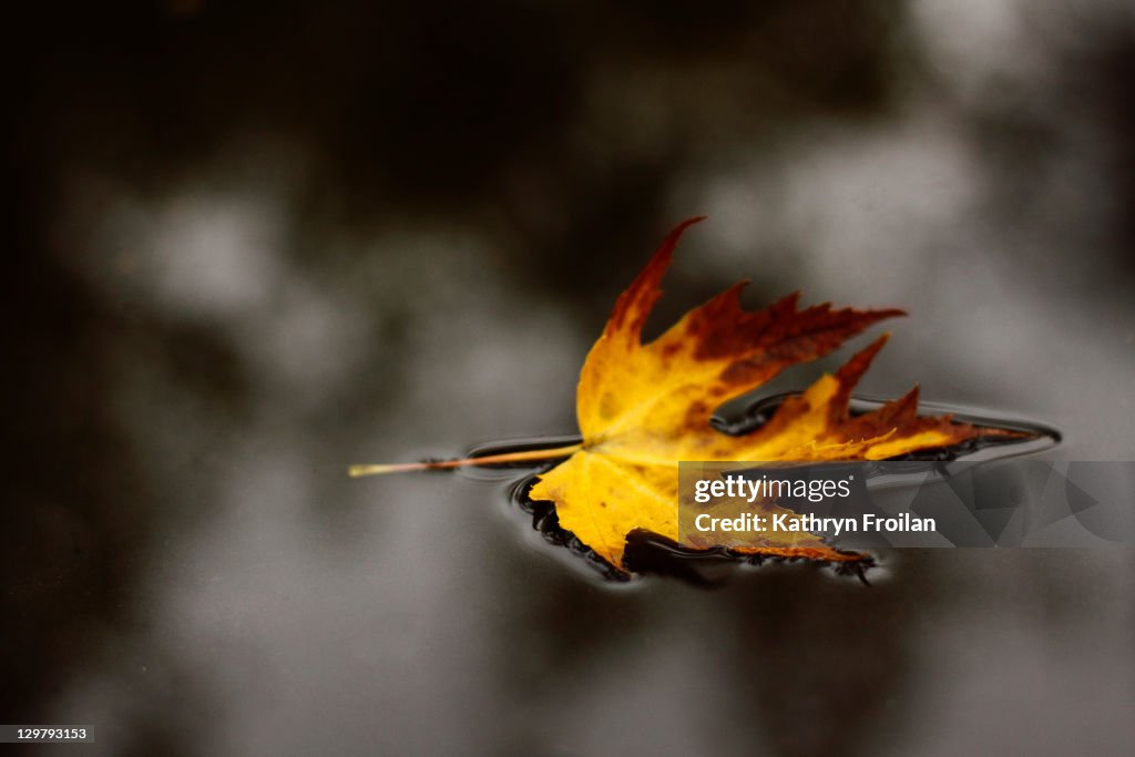Floating leaf