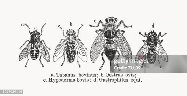 Bot Fly Pattern Bot Fly Photos and Premium High Res Pictures - Getty Images