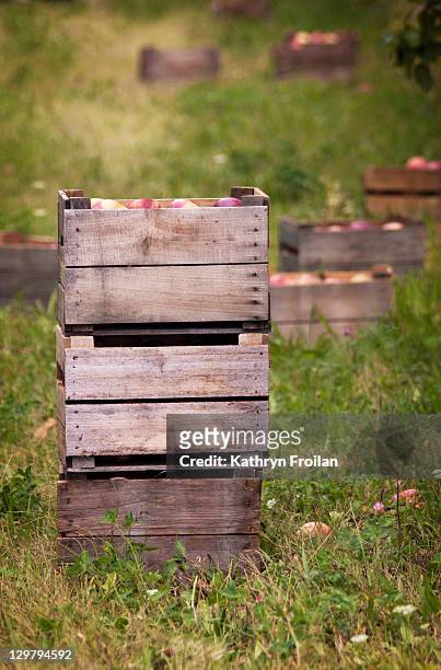 apple crates - crate stock pictures, royalty-free photos & images