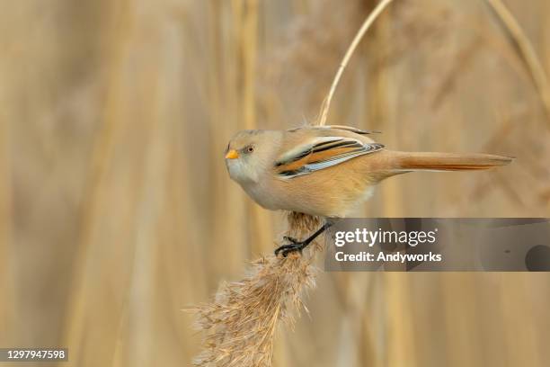 beautiful female bearded reedling - endangered species bird stock pictures, royalty-free photos & images