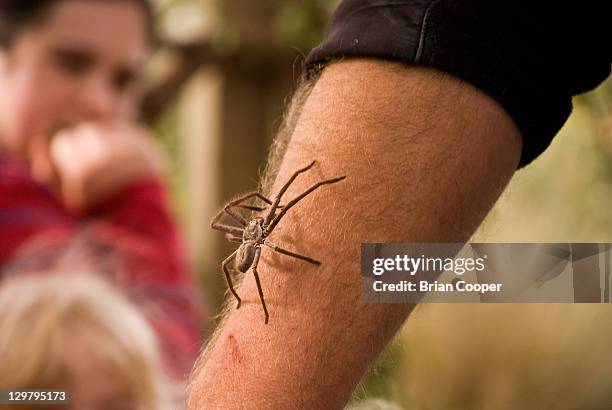 huntsman spider - huntsman spider stockfoto's en -beelden