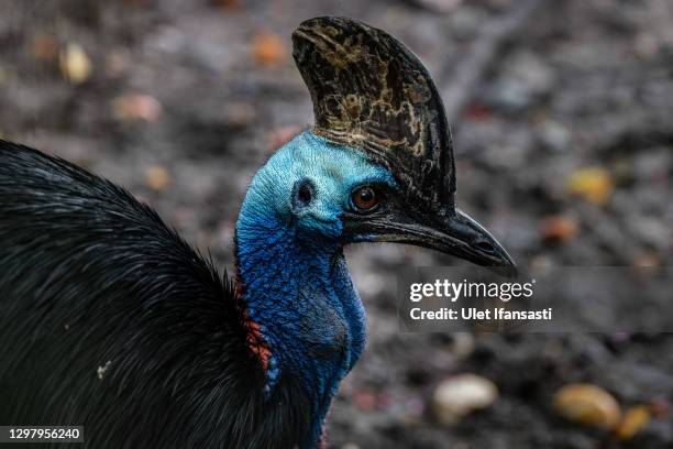 Cassowary is seen inside its enclosure at Wildlife Rescue Centre Jogja on January 22, 2021 in Yogyakarta, Indonesia. Wildlife Rescue Centre Jogja was...