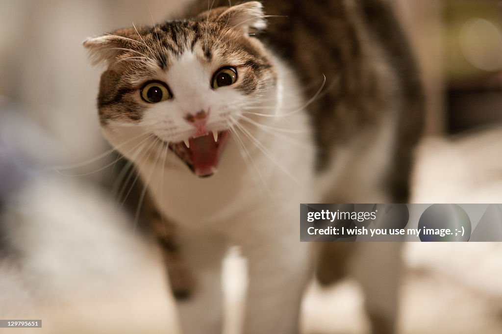 Wild cat with mouth open