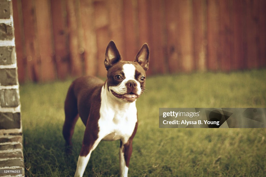 Red Boston Terrier dog playing outside