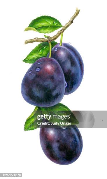 54点のプルーンイラスト素材 Getty Images 54点のプルーンイラスト素材 Getty Images