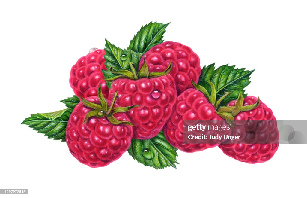 Raspberry Group Of Six High-Res Vector Graphic - Getty Images