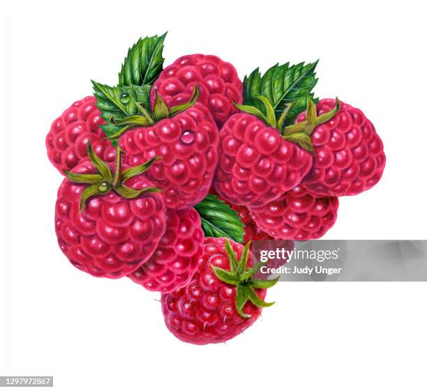 raspberry assorment - wild raspberry stock illustrations
