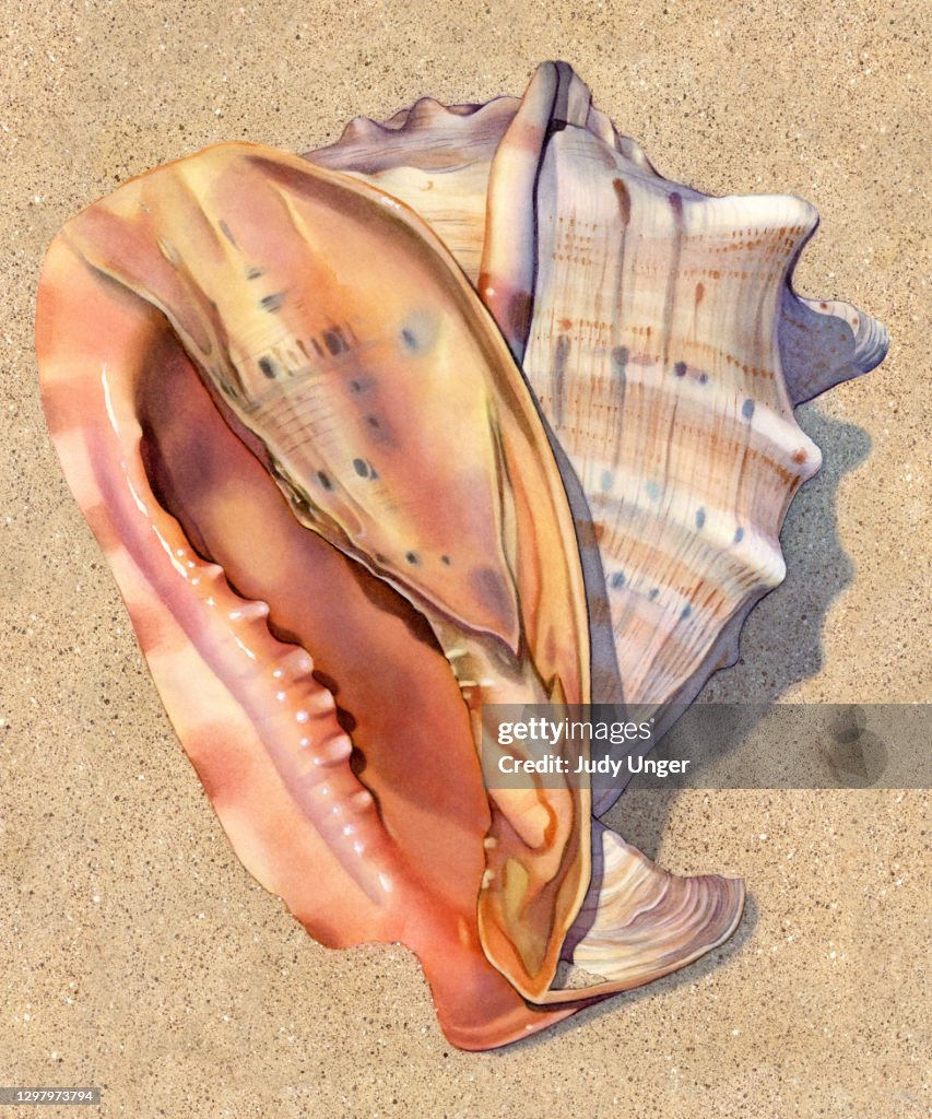 Seashell - Helmet Large