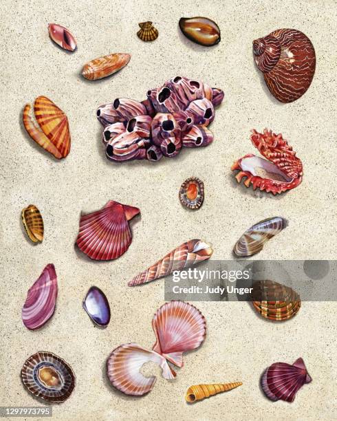 illustrazioni stock, clip art, cartoni animati e icone di tendenza di gruppo conchiglie - barnacle