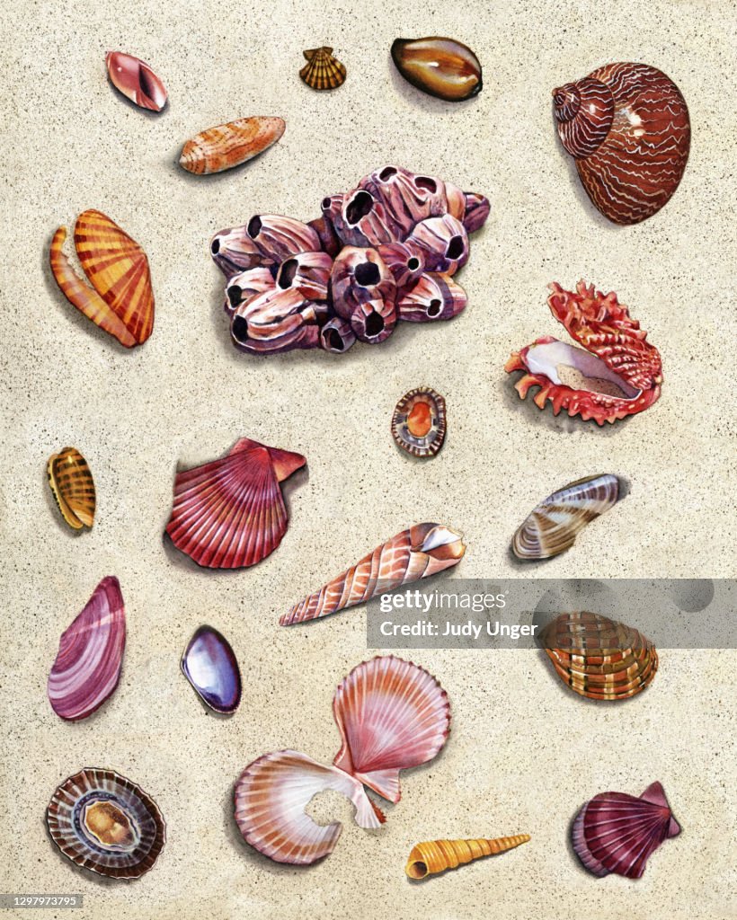 Seashell Group