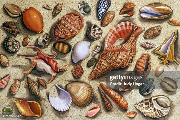 seashell medley - cowrie shell stock illustrations