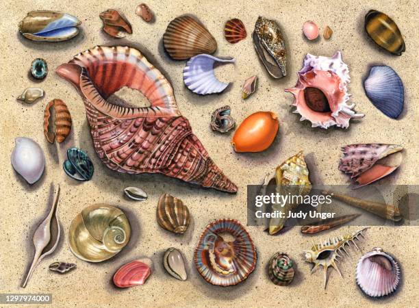 seashell - pink triton - periwinkle stock illustrations