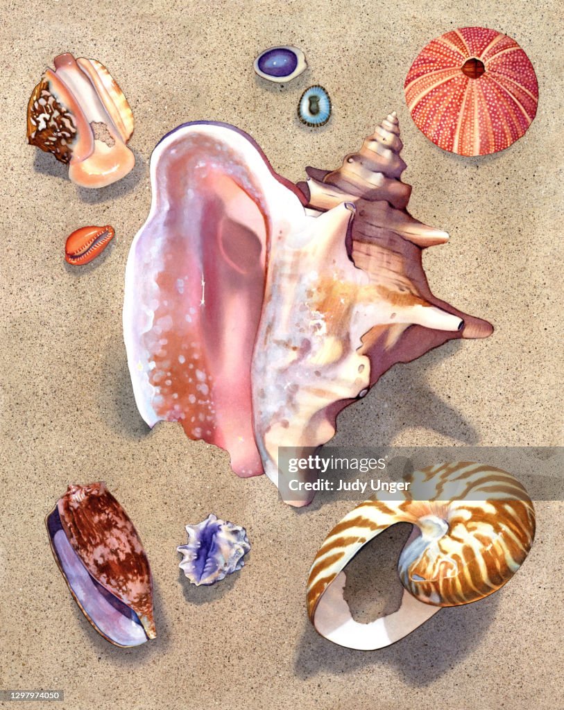 Muschel - Pink Conch