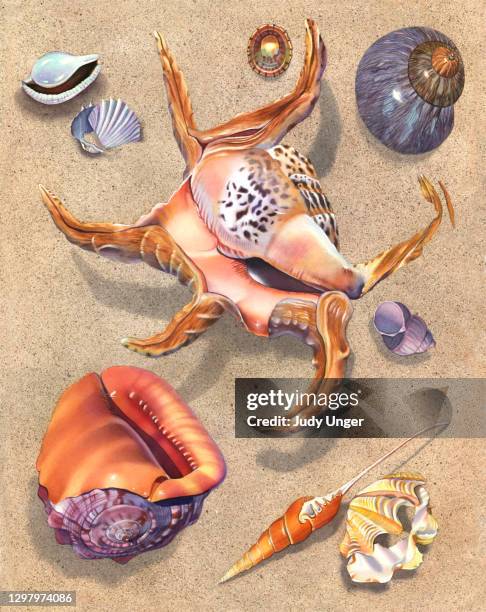 seashell - spider conch - periwinkle stock illustrations