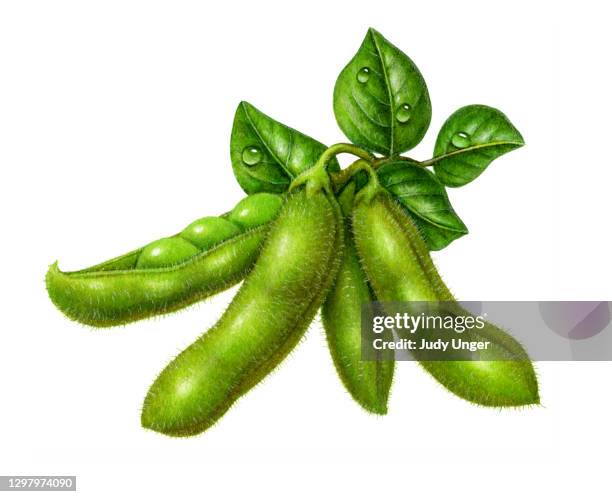 soybeans and leaves - edamame stock illustrations