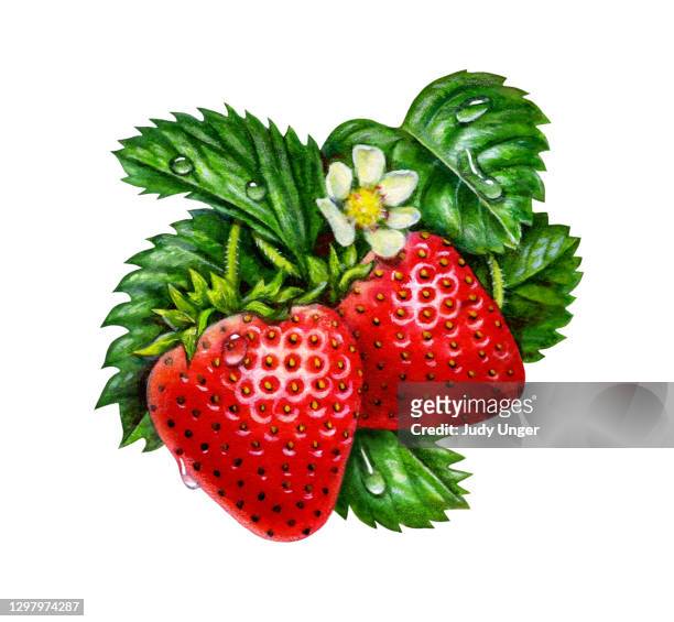 strawberry blossom bunch - strawberry blossom stock illustrations