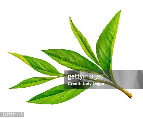 7 728点のお茶イラスト素材 Getty Images 7 728点のお茶イラスト素材 Getty Images