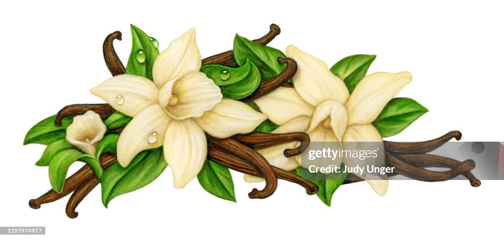 Vanilla Orchid Medley