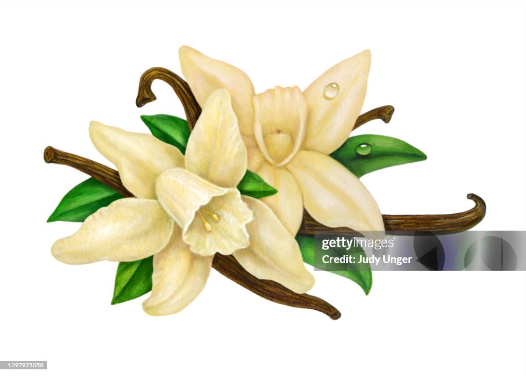 Coppia orchidea alla vaniglia