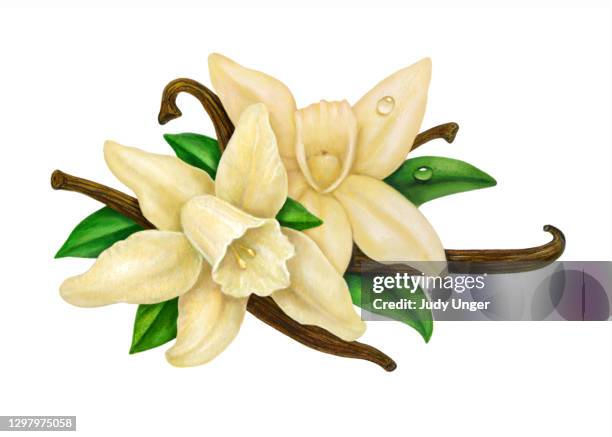 vanilla orchid pair - orchid arrangement stock illustrations