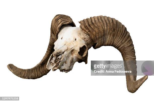 skull of a ram. the head of a dead animal. profile skull. artiodactyl. big twisted horns. desert land. mountain sheep. side view. altai. isolated white background. - animal skull stock-fotos und bilder