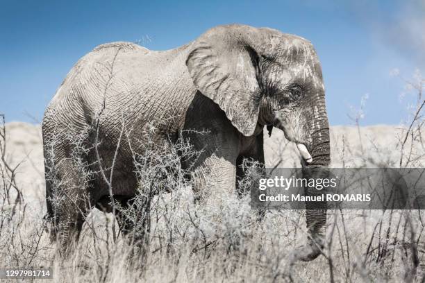 elephant, etosha national park - white elephant stock-fotos und bilder