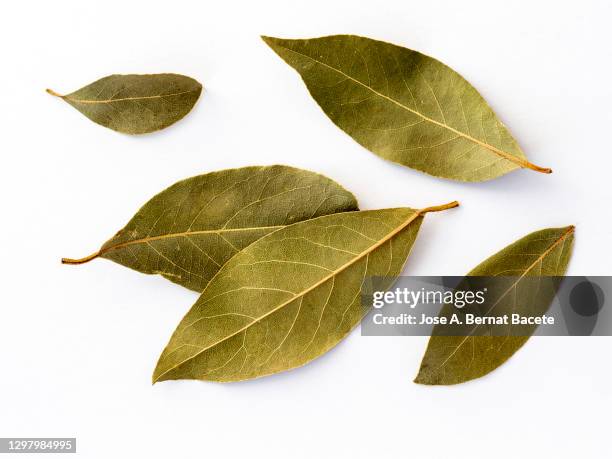 close-up of dried bay leave for cooking on a white background. - bay leaf stock-fotos und bilder