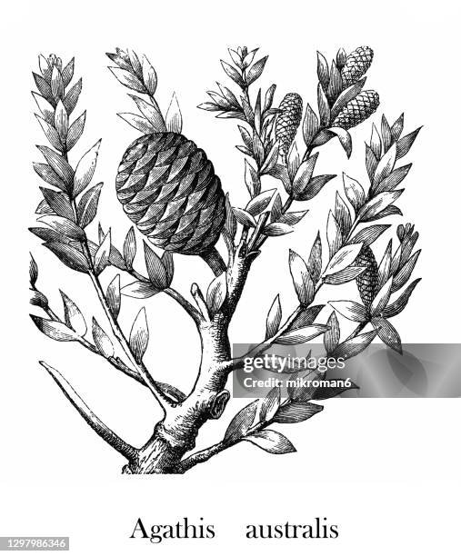 old engraved illustration of kauri (agathis australis) - cypress tree illustration stock pictures, royalty-free photos & images
