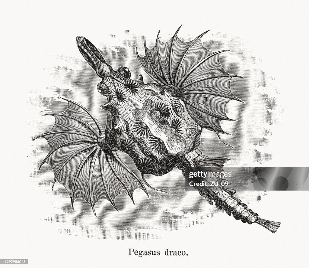 Dragonfish (Eurypegasus draconis), wood engraving, published in 1893